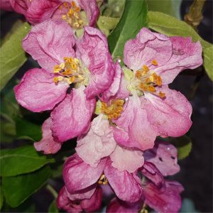 apple alaska pink
