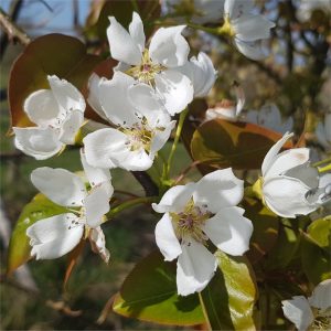 Pear Goldia