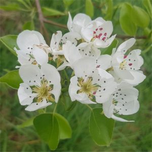Pear Aromata de Bystrica