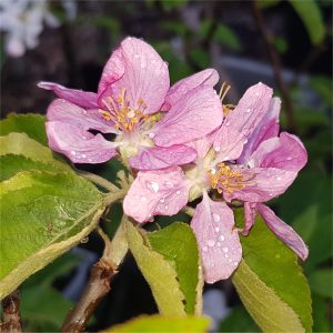 apple mountain rose