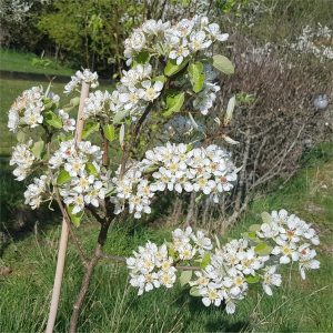 Pear Aurora