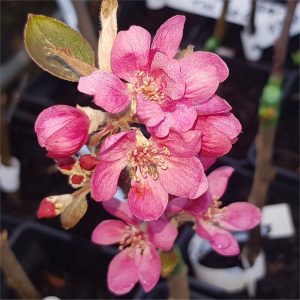 Apple Redlove Konlhaas