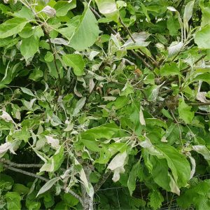 Powdery Mildew