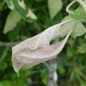 Powdery Mildew