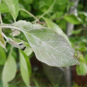 Powdery Mildew