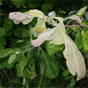 Powdery Mildew