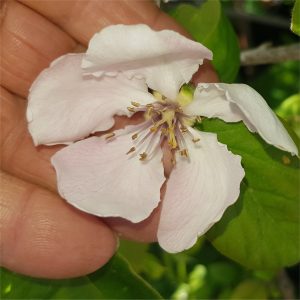 Quince Gamboa