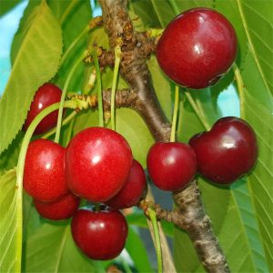 Cherry - Sylvia