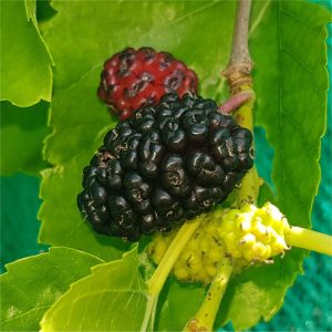 Black Mulberry - Shelly