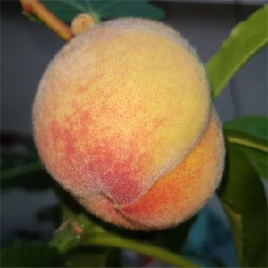 Peach - Avalon Pride