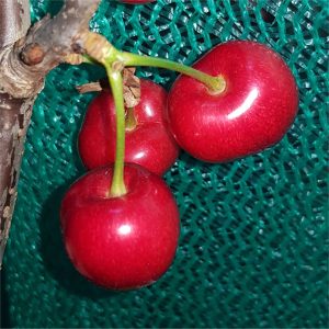 Cherry - Felicita