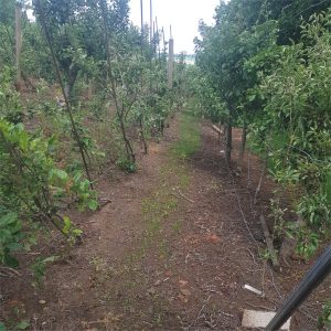 alleyway-spring-2025