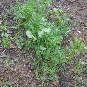 alleyway-spring-2025