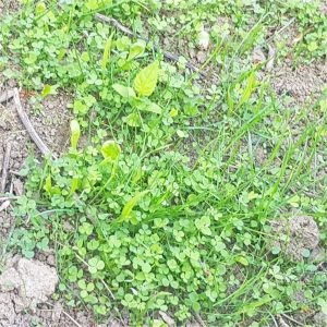 alleyway-spring-2025