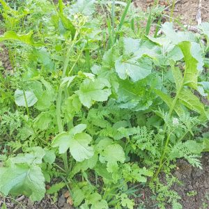 alleyway-spring-2025