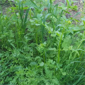 alleyway-spring-2025