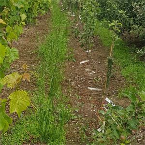 alleyway-spring-2025