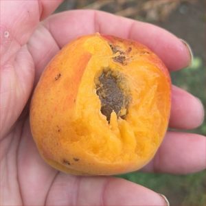 Apricot Pisana