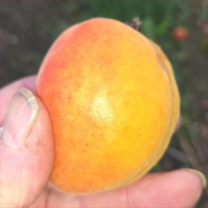 Apricot Pisana