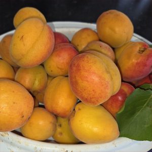 Apricot Pisana