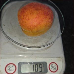 Apricot Pisana