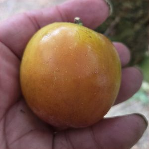 Japanese Plum - Obilnaja