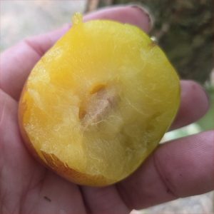 Japanese Plum - Obilnaja