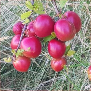Apricot/Plum - Globus