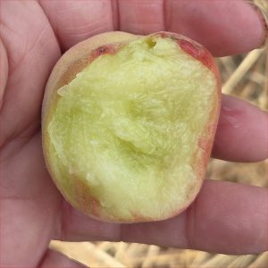 Peach Maira