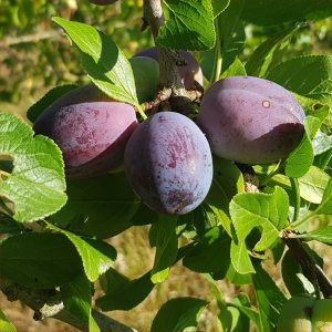 Plum - Calypso