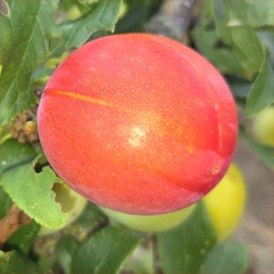 Plum-Skoroplodnaja
