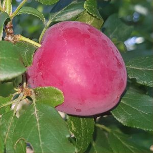 Pum - Ijulskaja Roz