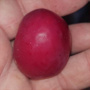 Pum - Ijulskaja Roz