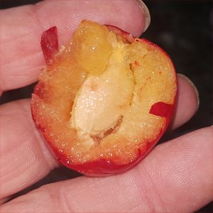 Pum - Ijulskaja Roz