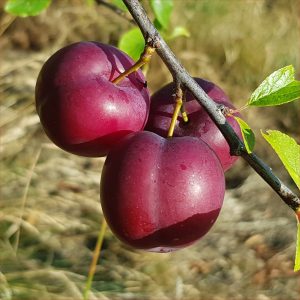 Plum - Zurna