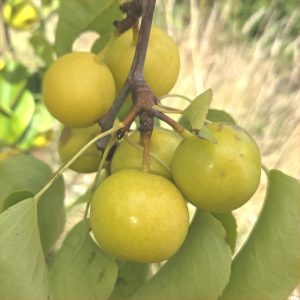 Asian Pear - Man Sun Gill