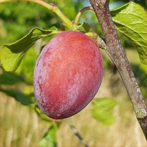 Plum - Malling Elizabeth