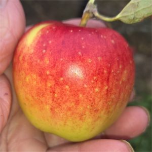 Apple - Blaze