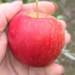 Apple-Zari
