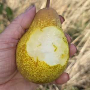Pear - Merton Pride