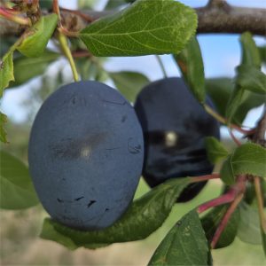 Plum - Topend Plus