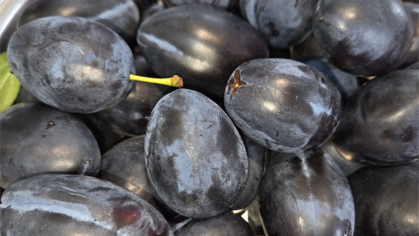 Plum - Topend Plus