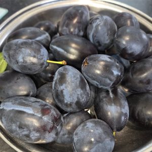 Plum - Topend Plus