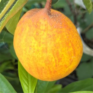 Asian Pear - Ooharabeni