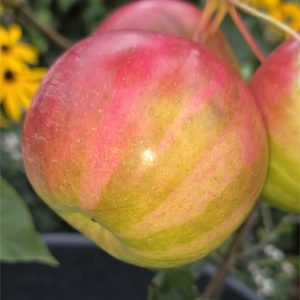 Apple - Rainbow