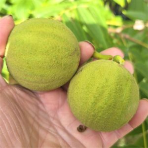 Black Walnuts (Juglans Nigra)