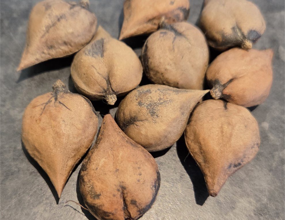 Heartnut