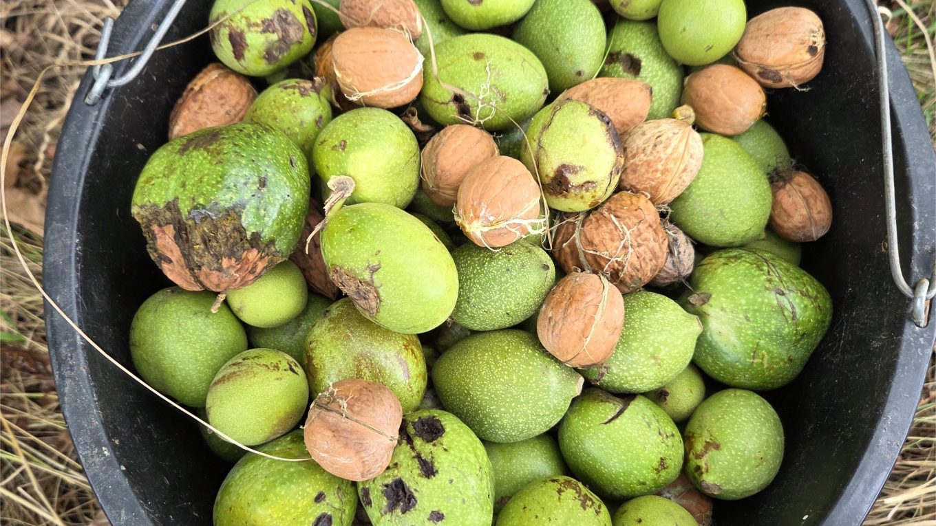 Walnuts with Husks