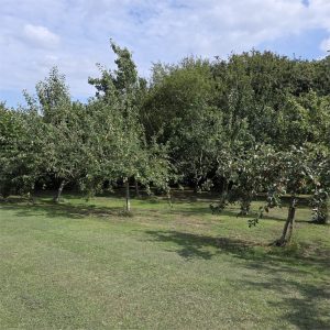 hillmorton vale community orchard