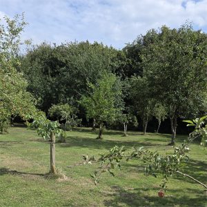 hillmorton vale community orchard